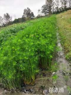 高度20厘米莎草