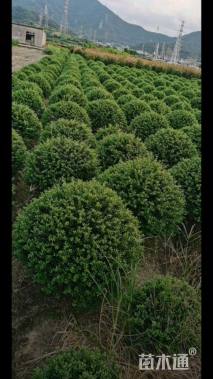 冠幅50厘米龟甲冬青球