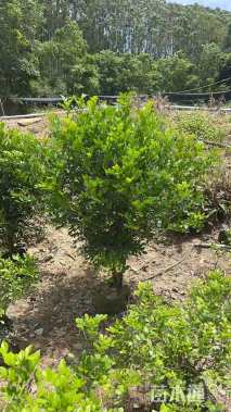 高度80厘米七里香