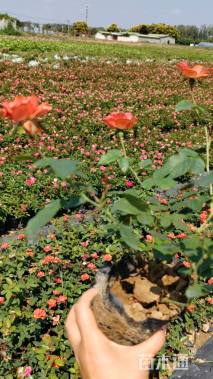 高度35厘米丰花月季