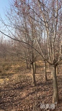 15公分垂丝海棠