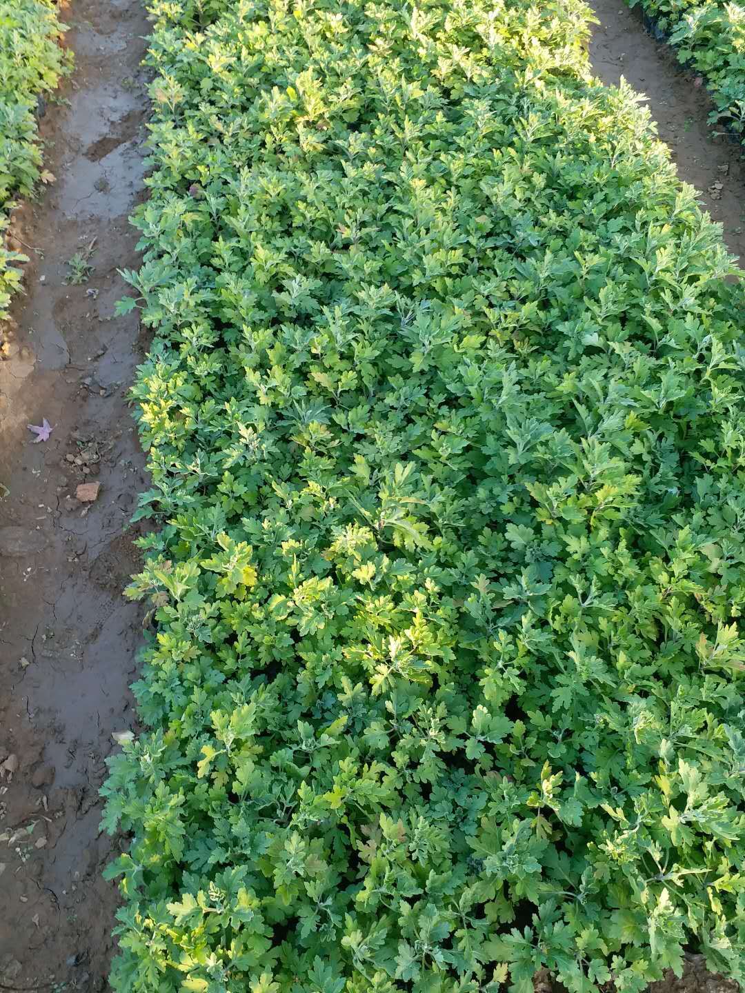 高度15厘米松果菊