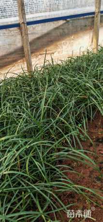 高度10厘米红花葱兰