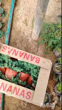 高度15厘米中华景天