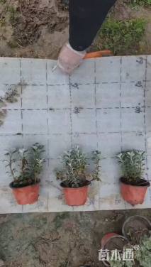 高度10厘米亚菊