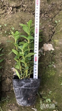 高度20厘米西洋杜鹃