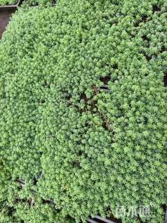 高度5厘米中华景天