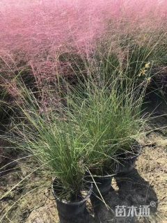 高度40厘米粉黛乱子草