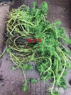 高度1厘米狐尾藻