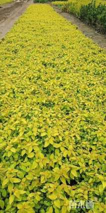 高度25厘米金焰绣线菊