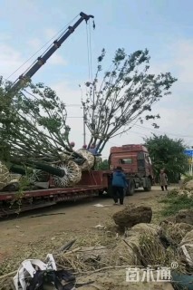 高度800厘米丛生五角枫