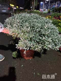 高度60厘米芙蓉菊