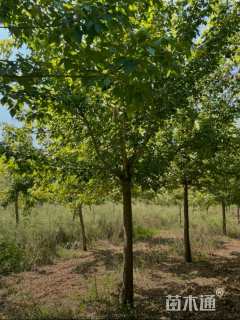 14公分金叶复叶槭