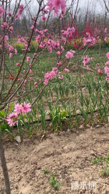 6公分菊花碧桃