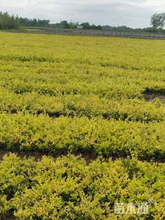 高度35厘米金森女贞