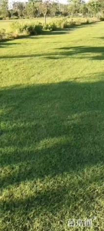 草毯状天堂草