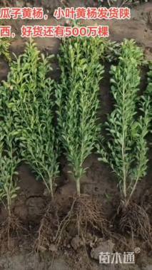 高度40厘米小叶黄杨