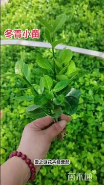 高度60厘米冬青小苗