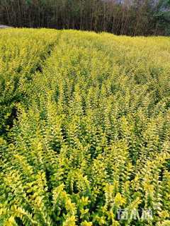 高度40厘米金叶女贞