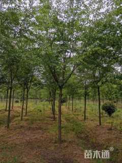 10公分染井吉野樱