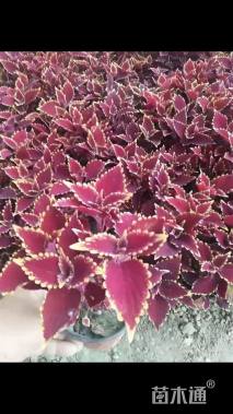 高度20厘米彩叶草