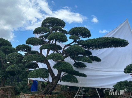 35公分小叶罗汉松