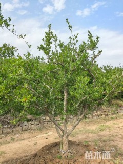 高度300厘米石榴