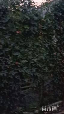 0.3公分造型月季