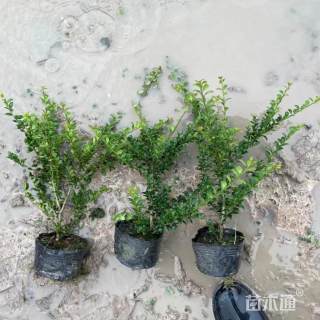 高度50厘米龟甲冬青小苗
