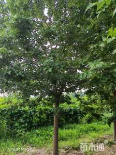 14公分复叶槭