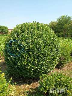 冠幅130厘米大叶黄杨球