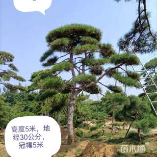20公分造型黑松