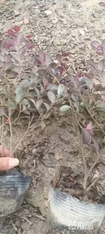 高度30厘米红花继木