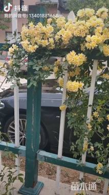 高度120厘米木香