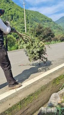 高度180厘米三季红红枫