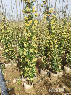 200厘米重瓣黄木香