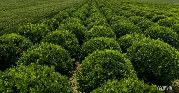 80厘米扶芳藤球