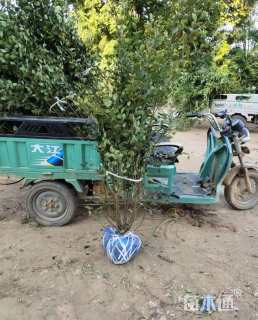 高度200厘米水栒子