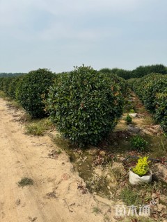 冠幅295厘米红叶石楠球