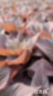 高度20厘米鸡冠花