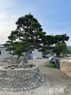 10公分日本黑松