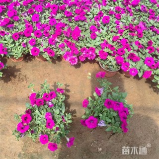 高度35厘米垂钓牵牛