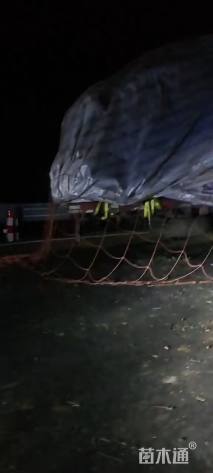 15公分日本晚樱