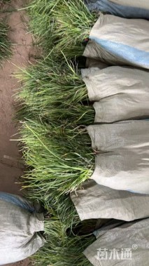 高度10厘米麦冬