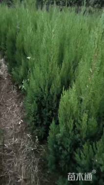 高度150厘米塔柏