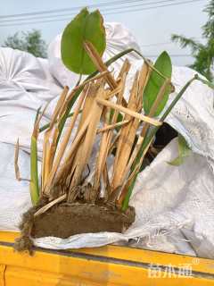 高度40厘米再力花