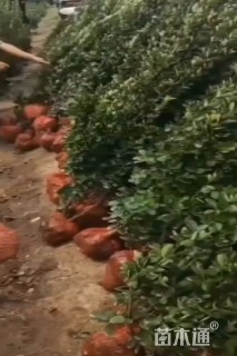 高度140厘米北海道黄杨