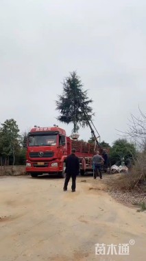高度600厘米雪松