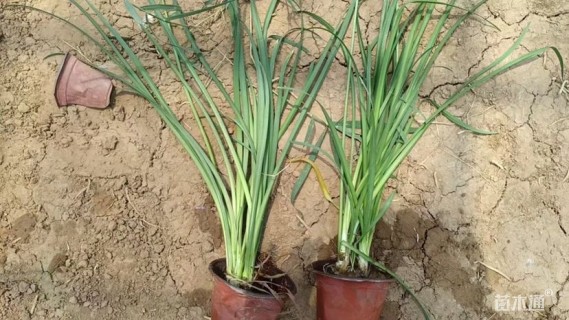 高度50厘米紫娇花