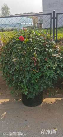 冠幅120厘米月季花球